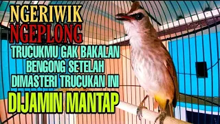 Download Pancingan Trucukan Ngeriwik Ngeplong Paling Pandai Bikin Trucukan Lain Cepat Gacor Rajin Ngeplong MP3