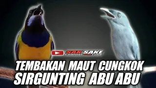 masteran handal cungkok vs sirgunting abu abu saling pukul