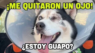 Le QUITARON el OJO a Balto 😢 y el resultado nos DEJÓ SIN PALABRAS 🐶💔