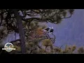 Big Bear Bald Eagle Wide View - Cam 2