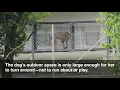 Justin Knepp s USDA Licensed Puppy Mill in Loogootee IN Indiana Dog Breeder