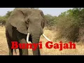 Lagu Bunyi Gajah (Elephant Sound)