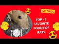 What Do Rats Love to Eat Find Out Now