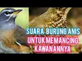 Lagu Suara Burung Anis kuning ,Hitam di Jamin Ampuh Untuk memikat kawanannya