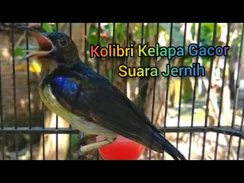 Download MP3 Suara Burung Kolibri Kelapa (Wiceh) Gacor Suara Jernih | Cocok Untuk Masteran