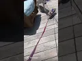 Piglet Mastering Stairs at Only 5 Weeks Old SATX Pet Pigs