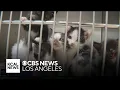 Riverside County animal services pleads for help with over capacity shelters