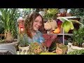Download Lagu ✨🪴ASMR Q\u0026A pt 2 while repotting a bunch of my house plants (a good body doubling opportunity)🪴✨