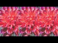 Monaleo - Cologne Song (Official Lyric Video)