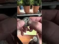 REAL REVIEW of Retroworks Caesar Cipher See It in Action