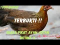 Download Lagu Suara pikat ayam#hutanbetina