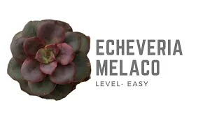 Download || ECHEVERIA MELACO || CARE TIPS || MP3