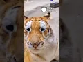 Suara Asli Auman Harimau #harimau #tiger