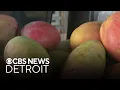 Bartering during Florida s mango season