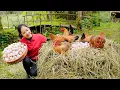 Download Lagu Harvesting 10000 Pullet Chicken Eggs Go to Market Sell | Grilled Chicken outdoors | Hanna Daily Life
