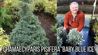 chamaecyparis pisifera baby blue ice dwarf sawara cypress