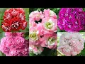Download Lagu How to Get More Flowers in Hybrid Rose Variety Geranium | Fertilizer, Care \u0026 Propagation |