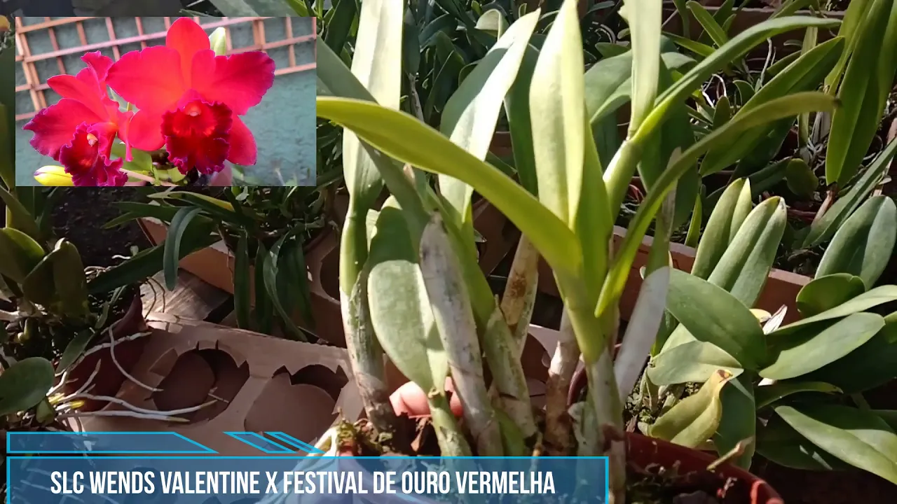 LINDA ORQUÍDEA SLC WENDS VALENTIE FESTIVAL DE OURO VERMELHA ADULTTA