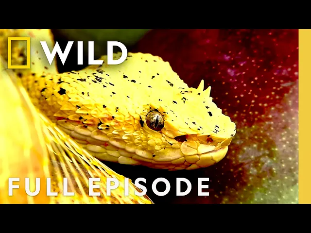 Video: Ranking America's Deadliest Snakes (Full Episode) | World's Deadliest Snakes | Nat Geo Animals