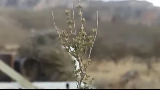 افضل طرق وقاية من الفاروى خريفا الزعتر فهو في حده نيكول مناحل جيلالي البيضاوي 