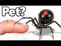 I Got a Pet Black Widow yes really