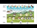 Food Webs and Trophic Cascades