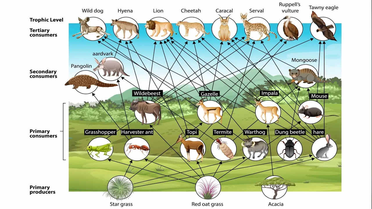 Food Webs and Trophic Cascades