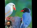 Download Lagu malayannarkannan margazhi thumpiye മലയണ്ണാർക്കണ്ണൻ മാർകഴിത്തുമ്പിയെ(Dileep. v)