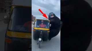 الغوريلا المجنونة Shorts 