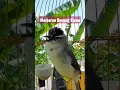 Download Lagu Burung Prenjak Daun Isian Juara Part 24