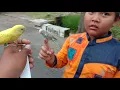 Download Lagu mantap!!! ngeVLOG  Bareng Burung Jinak jenis PARKIT