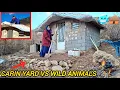 Lagu Homeless Mother Struggles to Build a Safe Yard Against Wild Animals
