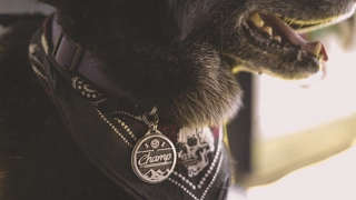 Black Sheep Metal – Pushing North 02