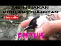 Download Lagu Cara menjinakkan burung kutilang tua hutan