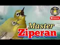 Download Lagu Pleci Gacor Sejaluran/Ziperan mix materan