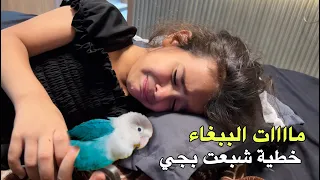 ماااات اللببغاء مالنا😱شبعنا بجي عليه 😢