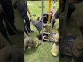 Dallas firefighters rescue 195lb dog from a hole NBC DFW