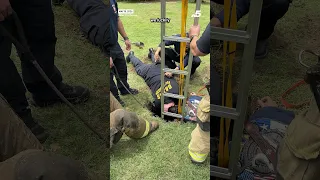 Dallas firefighters rescue 195lb dog from a hole NBC DFW