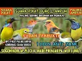 Download Lagu Suara pikat Sogon, Korlap, Pleci, Kemade, Prenjak palmer, lumut | Suara pikat burcil | MP3 baru 2025