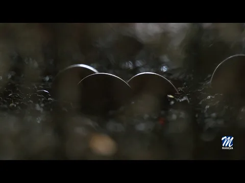 YouTube player