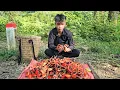 Download Lagu The homeless boy and the poor girl went alone to pick wild fruits to sell for money to buy things.