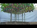 Download Lagu I wish I knew how to grow this passion fruit sooner. Lots of fruit and very sweet