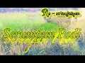 Download Lagu SERUMPUN PADI - re aransemen [gitar tremolo] by ViS