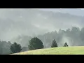 Redwood Pollen Clouds in La Honda California - January 25th 2020