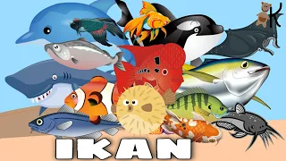 Download Macam Macam Jenis Ikan | Ikan Air Laut | Ikan Air Tawar | Belajar dan Bermain | Kancaku MP3