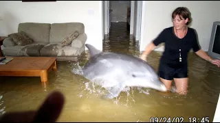 What Really Happened Inside the Dolphin House Experiment
