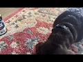 Best Hip Joint Chews for Dogs Real Dog Test
