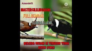Download Masteran cililin gacor full tembakan suara alami. @amanda013 MP3