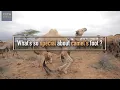 What s so special about a camel s foot