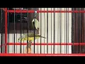 Pancingan mozambik betina gacor